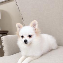 Nox - White male Pomeranian puppy in Phoenix, Arizona from Luxpomz