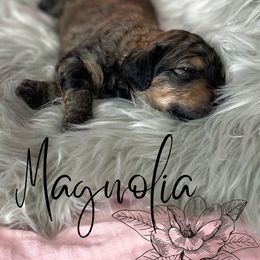 Bernedoodle and Poodle Puppies from Salty Standards