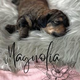 Bernedoodle and Poodle Puppies from Salty Standards