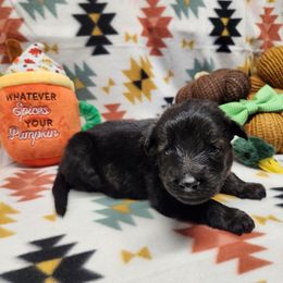 Green collar - Sable female German Shepherd puppy in Ramsey, Illinois from Haus-Farr German Shepherds