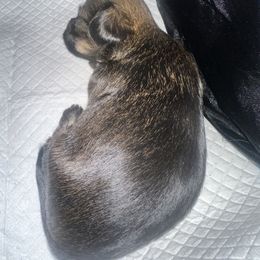 Shorkie Puppies from Evelyn Renee House of Aces