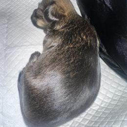 Shorkie Puppies from Evelyn Renee House of Aces