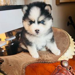 McCall - Black and white female Pomsky puppy in Rathdrum, Idaho from Smart Pomskies and Frenchies