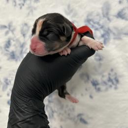 Peter Pan - Black and tan male Pembroke Welsh Corgi puppy in Vacaville, California from Hope_4thebay_Corgis