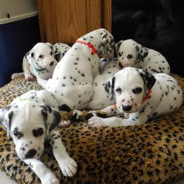 Dalmatian puppies from HatTrick Dalmatians