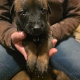Black - Fawn male Belgian Malinois puppy in Dillon, Montana from Apex K9 Center LLC
