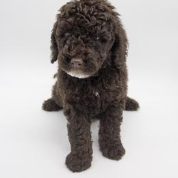 Assorted Doodle Crosses, Bernedoodle, Double Doodle, Goldendoodle, Labradoodle, and Whoodle Puppies from Our Little Farm Life Doodles