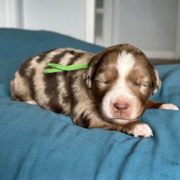 Australian Shepherd Puppies from Cold Creek Aussies
