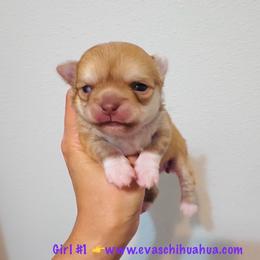 Mini Doll - Chocolate and tan female Chihuahua puppy in Santa Rosa Beach, Florida from Eva's Chihuahua