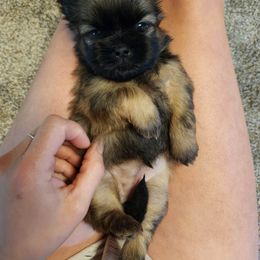 Shih Tzu Puppies from Wandering Tzu