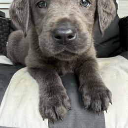 Aubie- White - Charcoal female Dilute Retriever puppy in Marion, Illinois from Summer Lovin’ Labradors of Southern Illinois