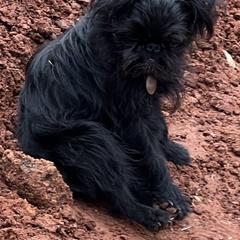 Brussels Griffon All Grown Up from Lavish Griffons