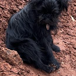 Brussels Griffon All Grown Up from Lavish Griffons