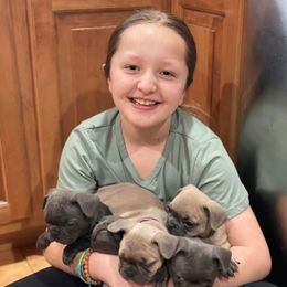 French Bulldog Puppies from Bleu Steele French Bulldogs