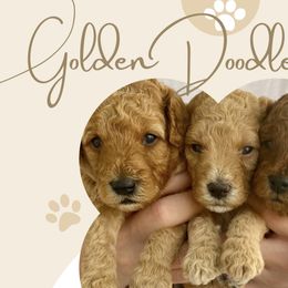 Goldendoodles from WW Golden Doodles