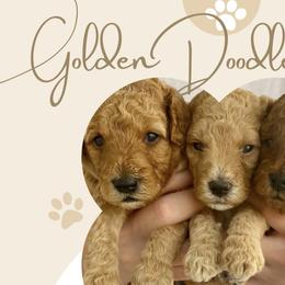 Goldendoodles from WW Golden Doodles