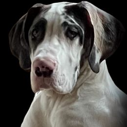 Tatum - Great Dane
