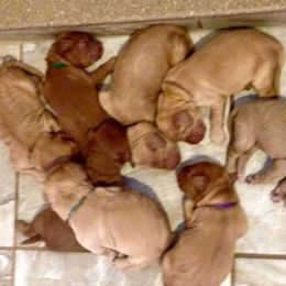 Australian Labradoodle Puppies from NorthStar Labradoodles, LLC.