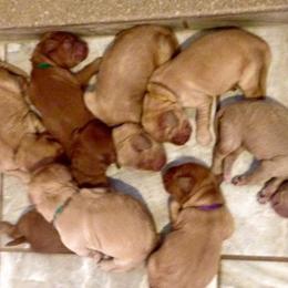 Australian Labradoodle Puppies from NorthStar Labradoodles, LLC.