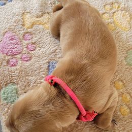 Pink - Dark golden female Golden Retriever puppy in Bellevue, Michigan from Double D Ranch Golden Retrievers LLC