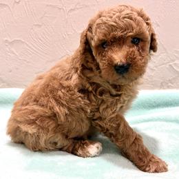 Red male 2 - Red  male Poodle puppy in Williston, Florida from JD French Bulldogs, Mini Poodles, and Border Collies
