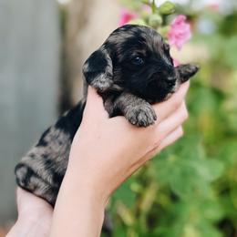 Cavapoo, Goldendoodle, and Golden Retriever Puppies from Canterbury Canines