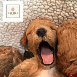 Bernedoodle and Goldendoodle Puppies from Doodles by Darren