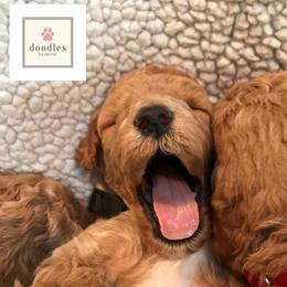 Bernedoodle and Goldendoodle Puppies from Doodles by Darren