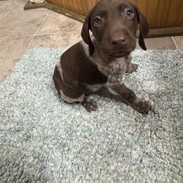 MR BIG 6 - Liver roan male German Shorthaired Pointer puppy in Troy, North Carolina from Uwharrie GSP