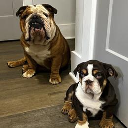 Bulldogs from Happy Place Kennels