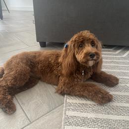 Goldendoodle All Grown Up from Goldendoodle AZ