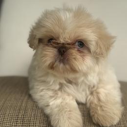 Leo - Cream and white male Shih Tzu puppy in Bentonville, Arkansas from Boujee Buns Dachshunds
