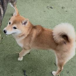 Nikki - Red female Papillon puppy in San Diego County, California from Mishmo's Shibas and Papillons