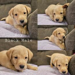 Roy - Black Collar - Yellow male Labrador Retriever puppy in Boyd, Minnesota from Lindley Labradors