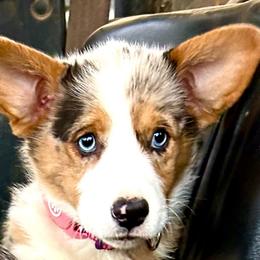 American Corgis and Pembroke Welsh Corgis from Corntassle Corgis