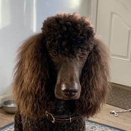 Brandy - Poodle