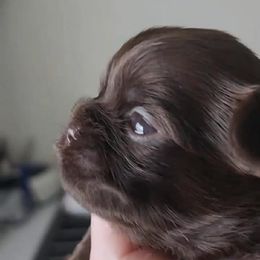 Shih Tzu Puppies from My Little Shih Tzu Dreams