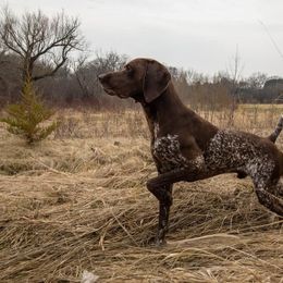 German Shorthaired Pointer All Grown Up from Blue Hill Gun Dogs