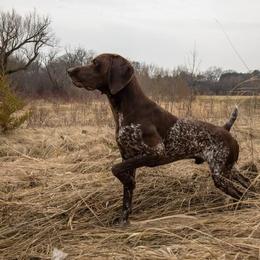 German Shorthaired Pointer All Grown Up from Blue Hill Gun Dogs