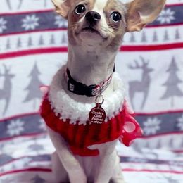 Chihuahuas from Neverending Storytime Chihuahuas