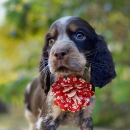 Catrina - Tri-Roan female English Springer Spaniel puppy in Crawford, Tennessee from Lilly Lane Spaniels