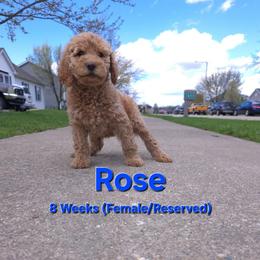 Rose - Cream female Labradoodle puppy in Genoa City, Wisconsin from Sakura Pups