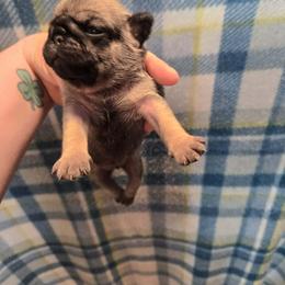 Girl 1 - Fawn female Pug puppy in Auburn, Kentucky from Prentice Family Pugs