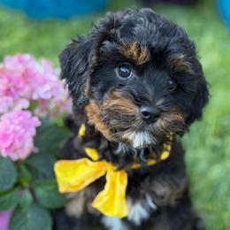 Cayenne - male Cavapoochon puppy in North Lawrence, Ohio from Liberty Pups