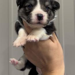 Kraken - Black and tan male Pembroke Welsh Corgi puppy in Mona, Utah from Sorensen Corgis