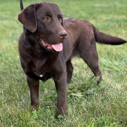 Lady - Chocolate female Labrador Retriever puppy in Corning, California from Raven's Labradors