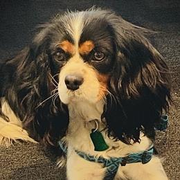 Nala - Cavalier King Charles Spaniel