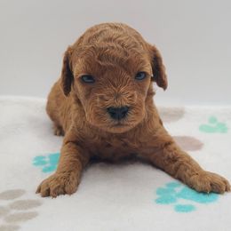 Merry - Apricot female Poodle puppy in Kannapolis, North Carolina from Carolina Great Danes & Toy Poodles