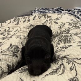 Mary - Black female Dachshund puppy in Troup, Texas from Darling Doxies