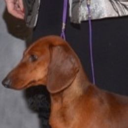 Kendal - Dachshund